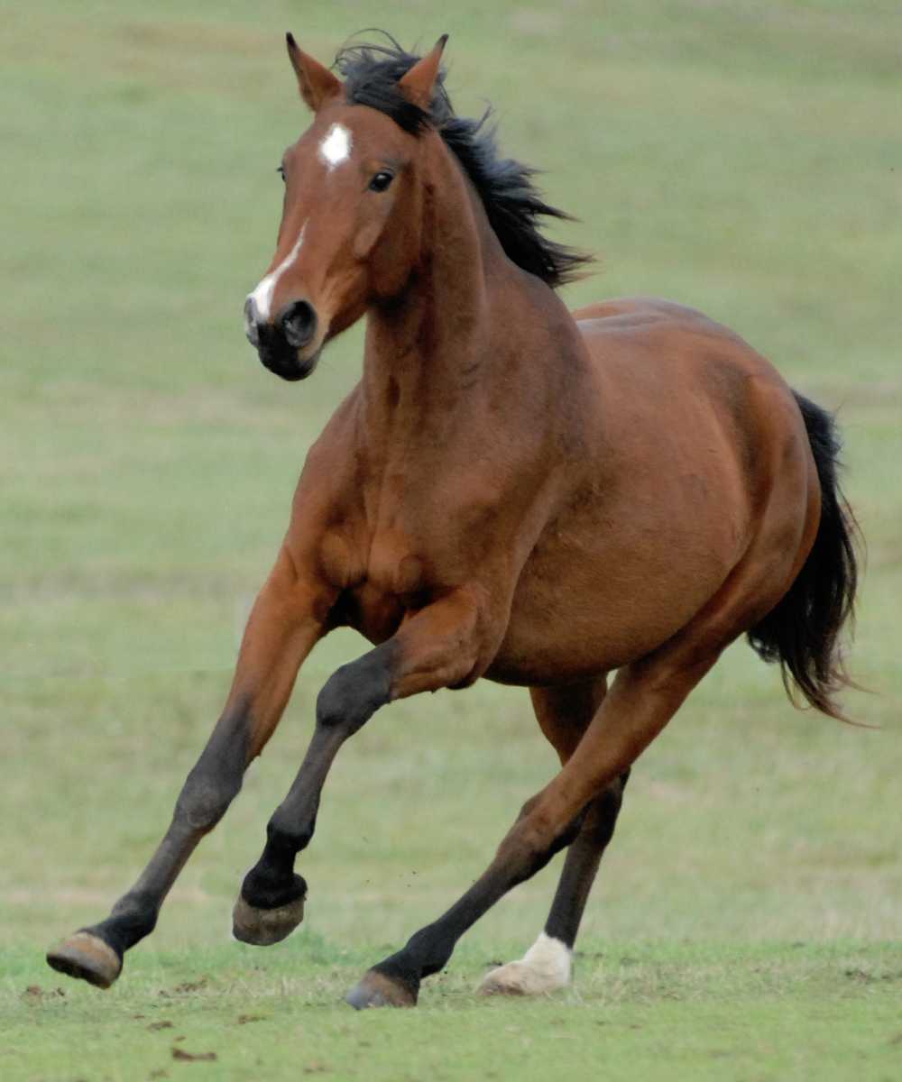 horse running in the ground