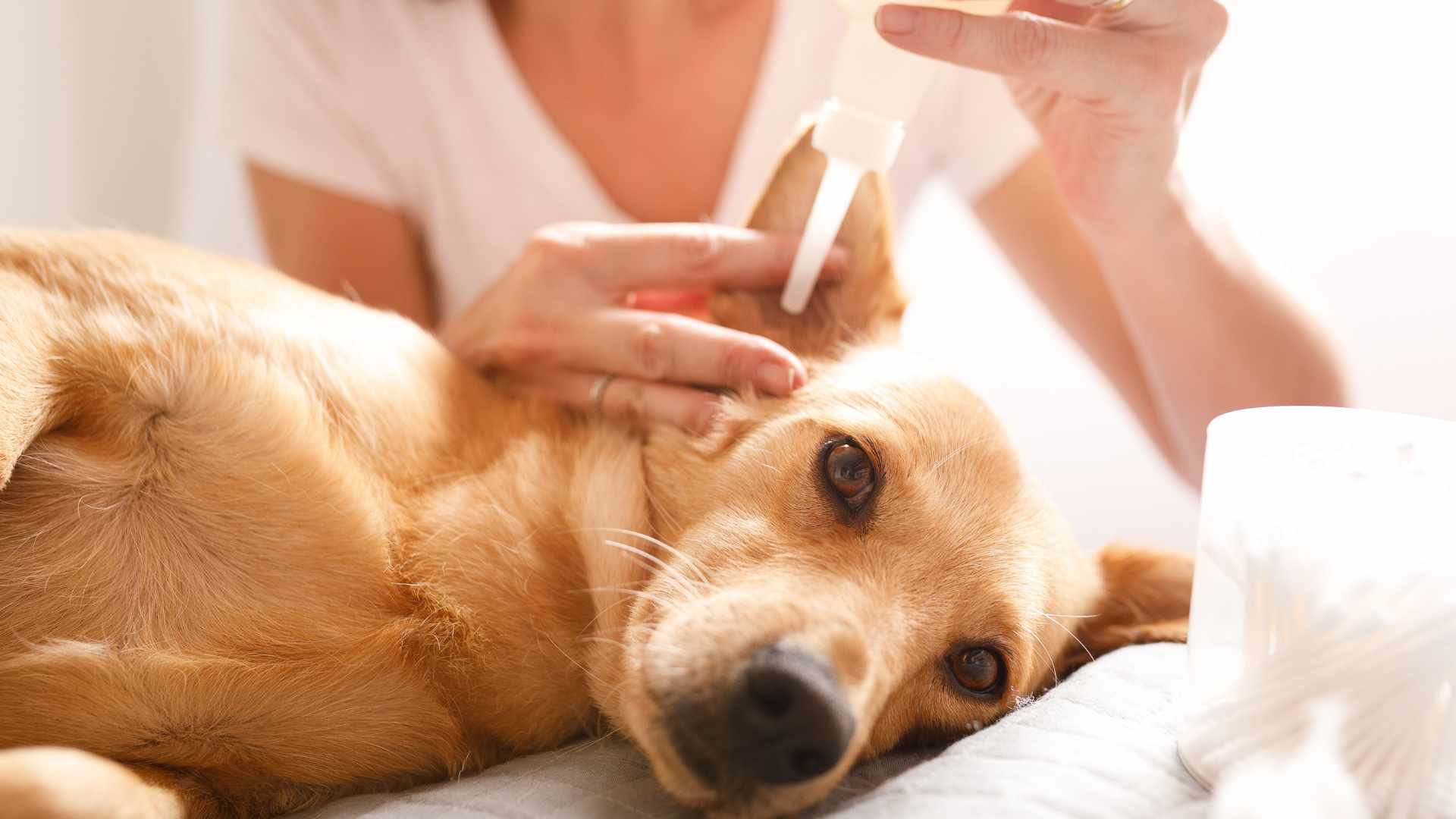 vet cleaning the ears of a dog