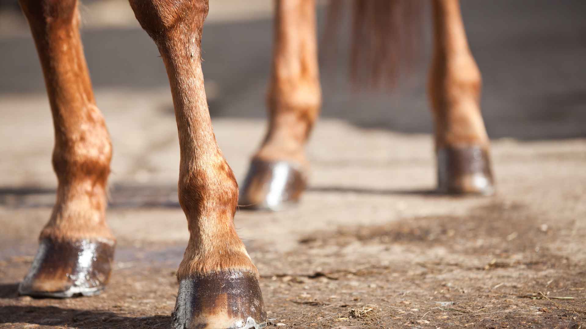 horse legs in photo