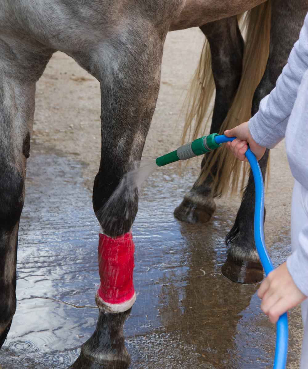 owner washing his horse legs