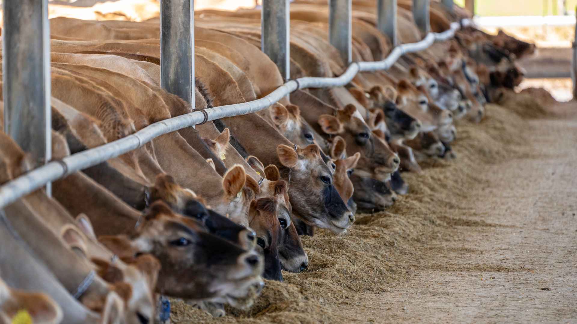 cows in farm