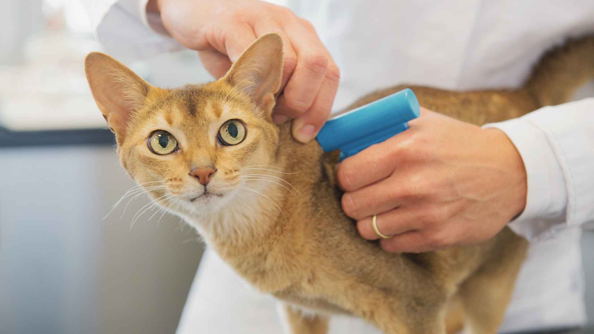 vet microchipping a cat