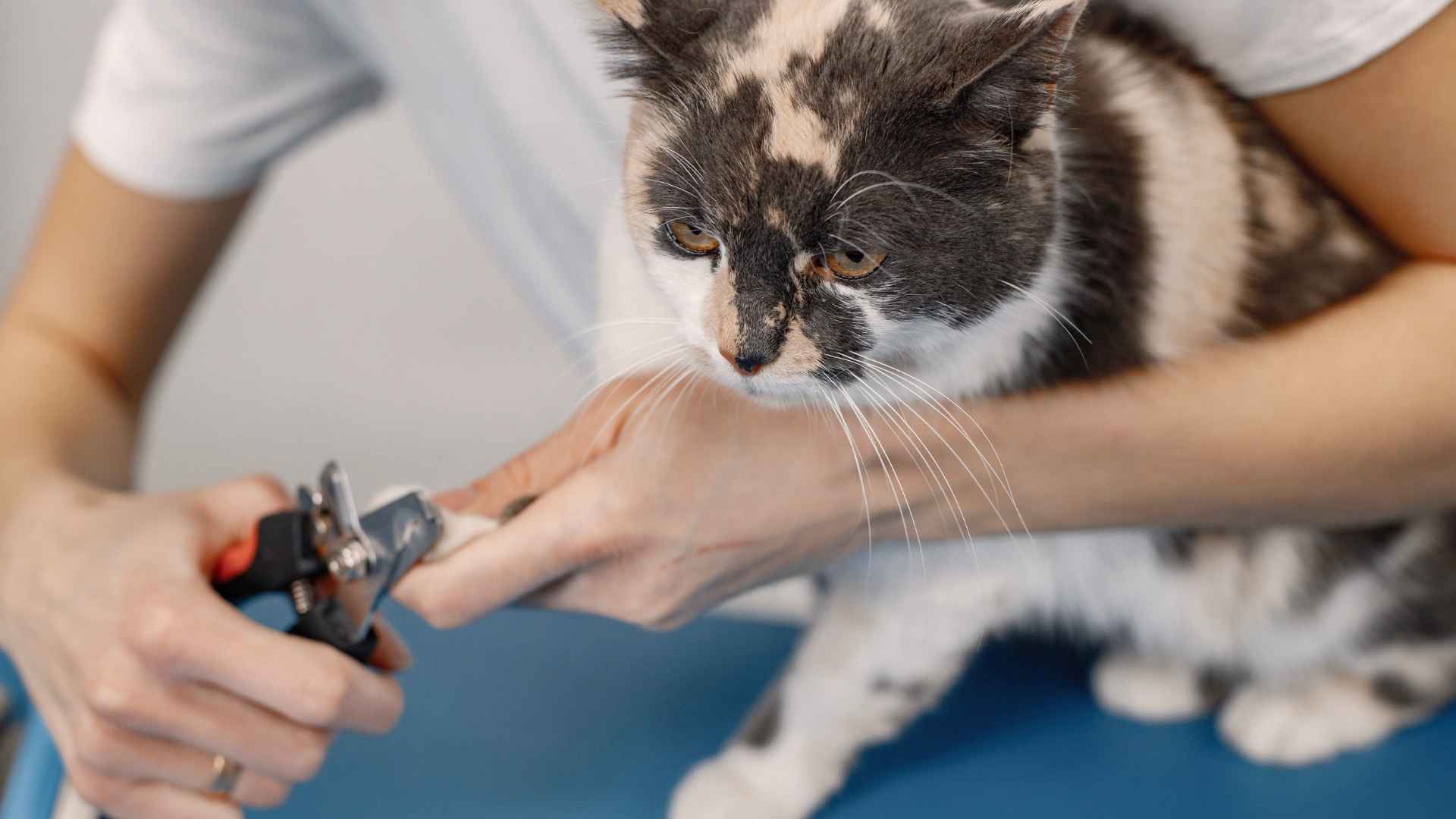 vet trims nails of a cat