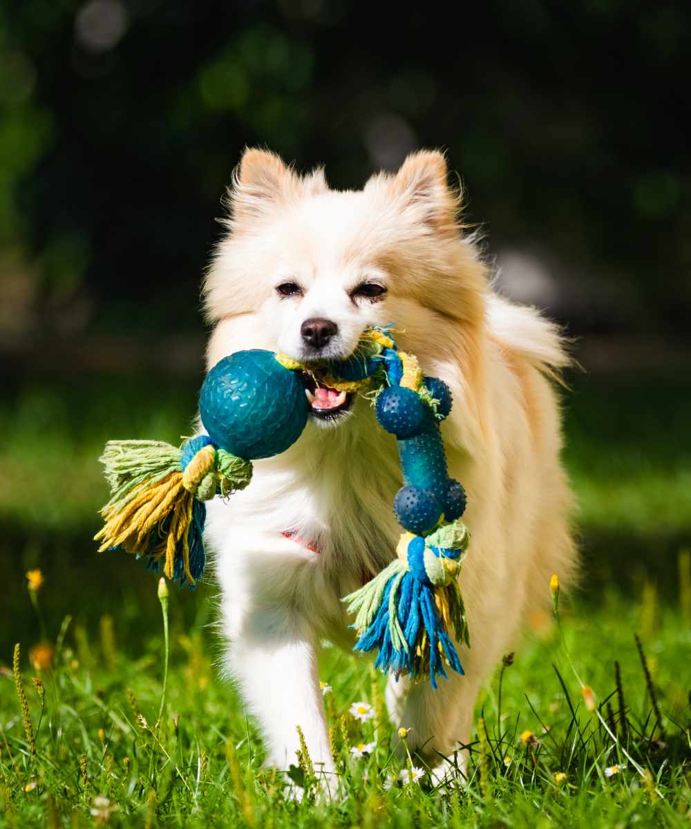 dog playing in the park