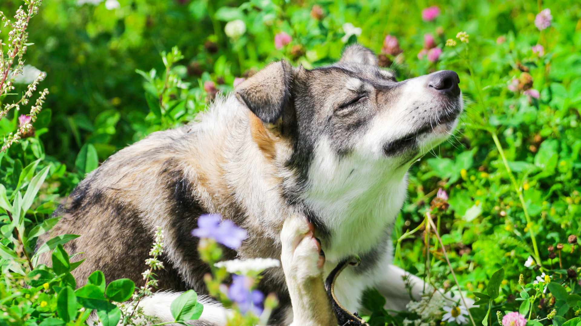 dog scrathing its ear