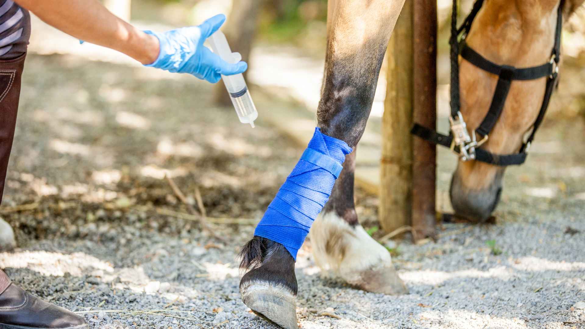 veterinarian spraying on injured leg of horse