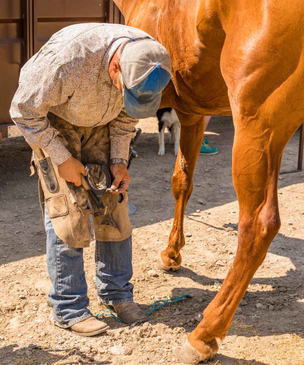 horse and a man<br />
