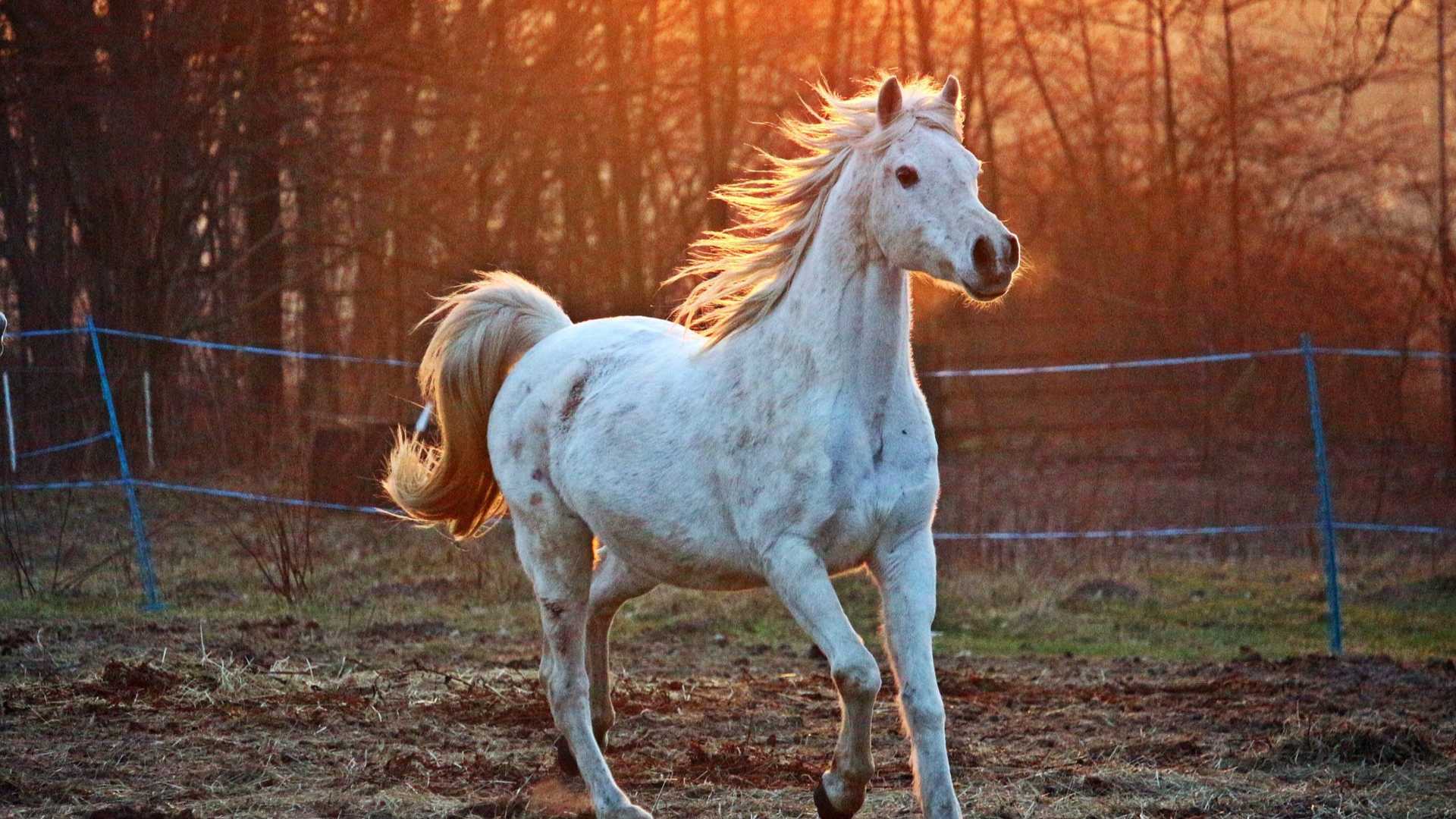 horse running