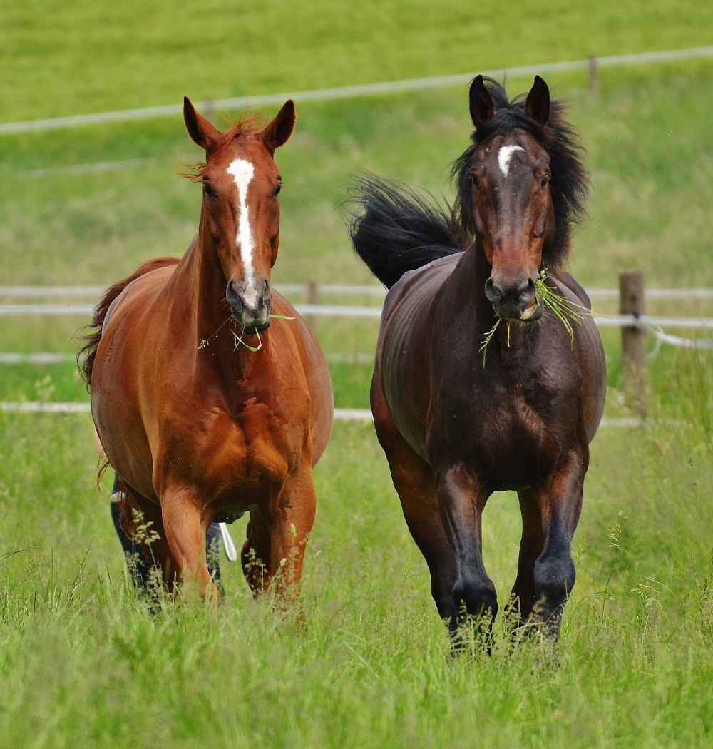 two horses in green grass field