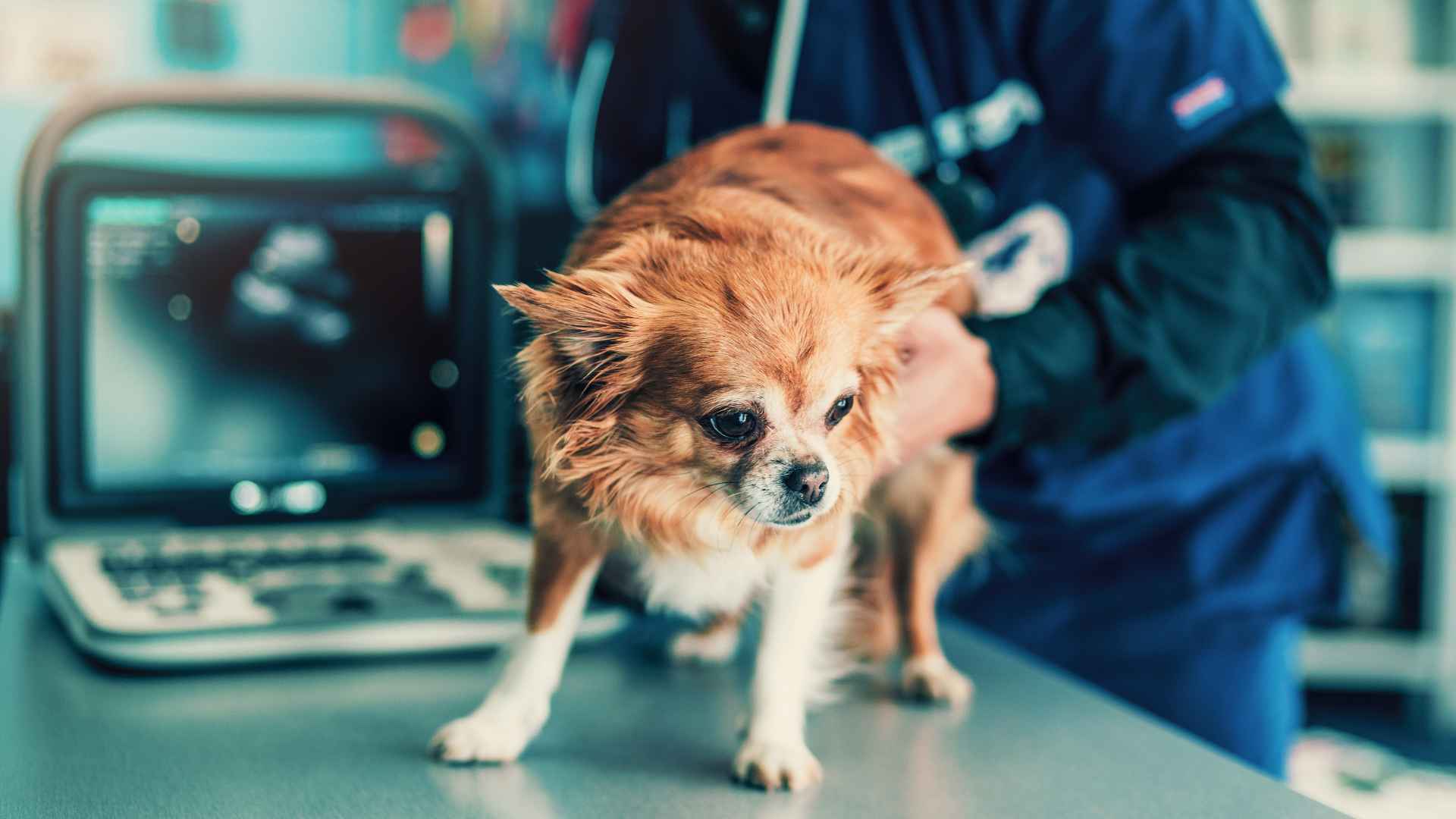 Benson, AZ 85602 Veterinary Services Maverick Veterinary Service